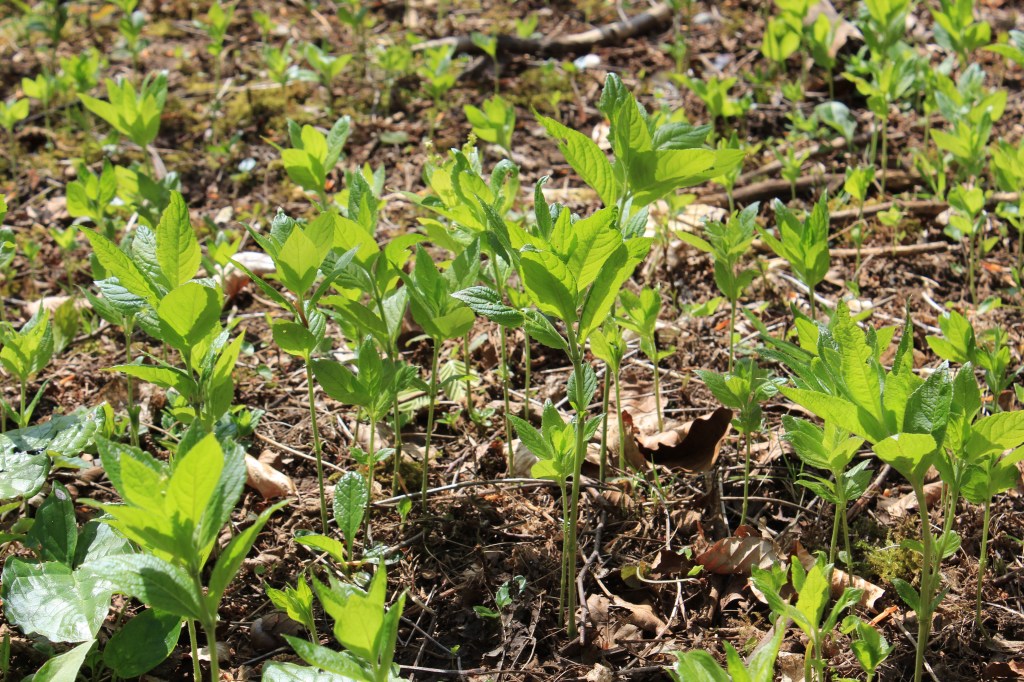 The role of the philosopher in relation to life – some notes on creativity and&nbsp;stupidity